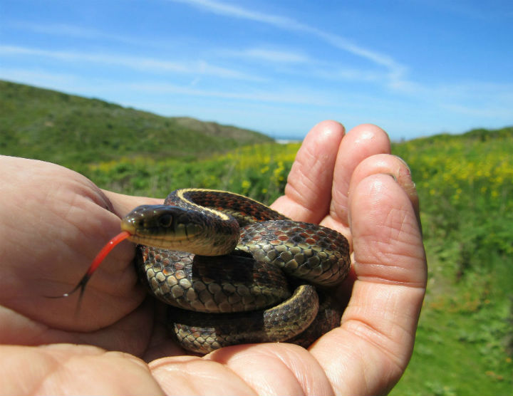 Coast Garter Snake